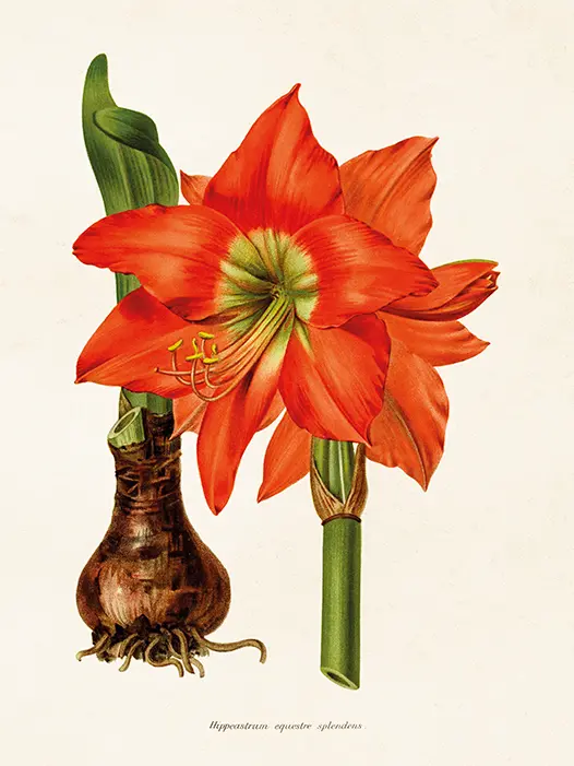 Lámina Botánica 18*24