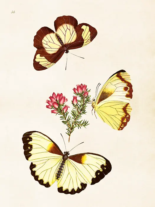 Lámina 18*24  mariposas