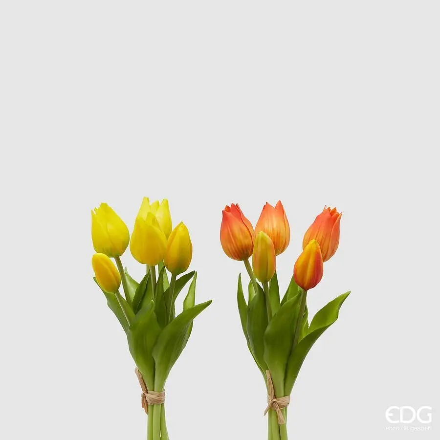 Tulipan 2 Colores