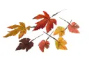 Hojas de Otoño Mix Grande