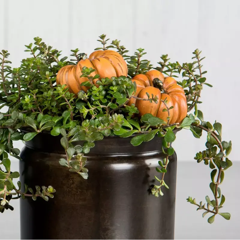 Calabaza con pincho Naranja 
