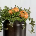 Calabaza con pincho Naranja 