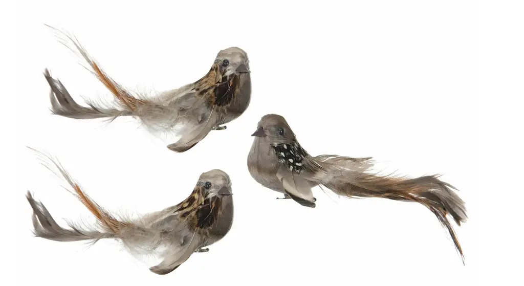 Pájaro Clip Plumas Mix