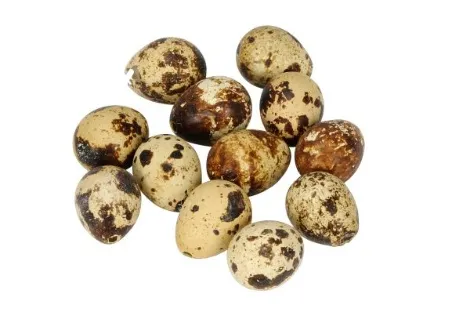 Juego de 12 huevos de codorniz