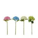 Hortensia varios colores
