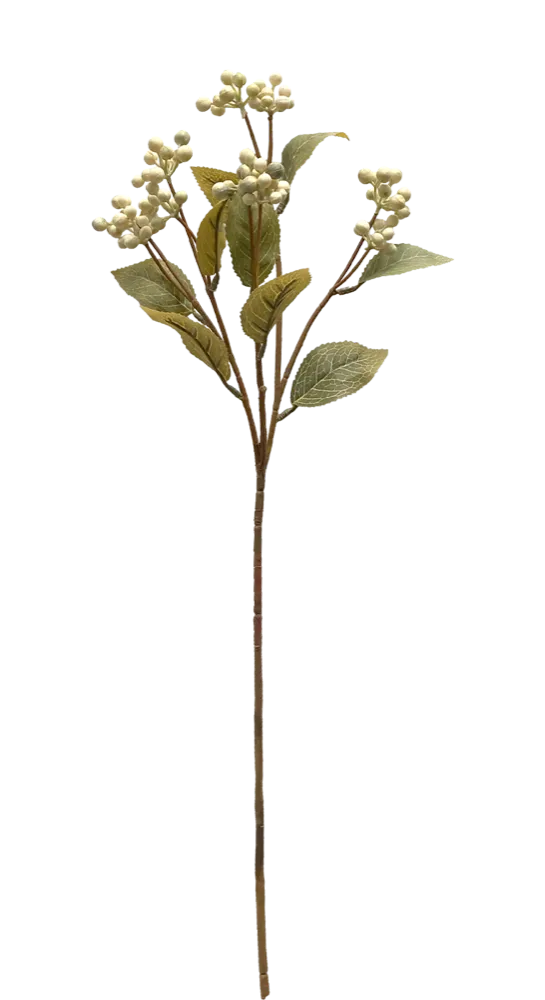 rama bayas blancas