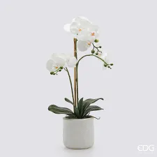 ORQUIDEA EN MASETA