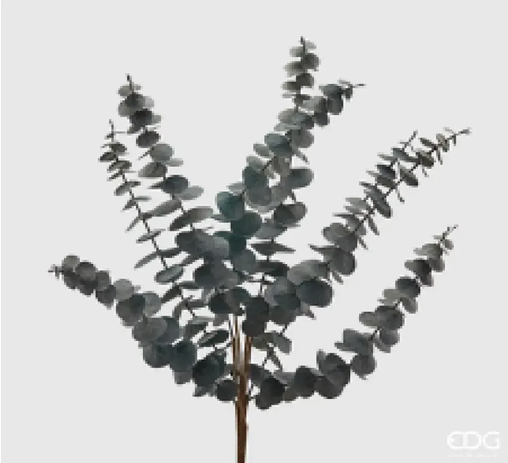 EUCALIPTO VARIAS RAMAS